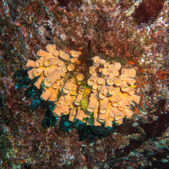 Tubastraea coccinea