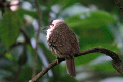 Malacoptila panamensis