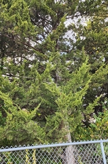 Juniperus virginiana