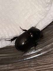 Euetheola