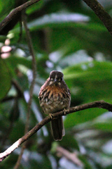 Malacoptila panamensis