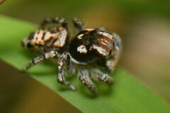 Maratus plumosus