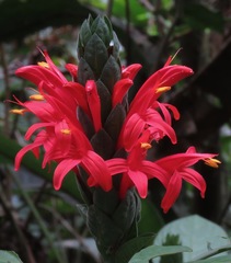 Pachystachys coccinea