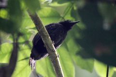 Thamnophilus bridgesi