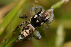 Maratus plumosus
