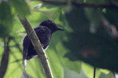 Thamnophilus bridgesi