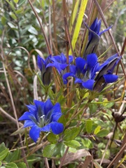 Gentiana autumnalis