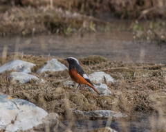 Phoenicurus erythrogastrus