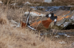 Phoenicurus erythrogastrus