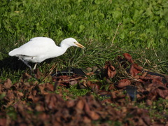 Bubulcus ibis