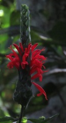 Pachystachys coccinea