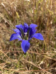 Gentiana autumnalis