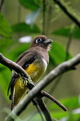 Trogon rufus