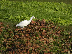Bubulcus ibis