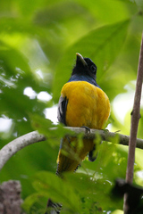 Trogon rufus