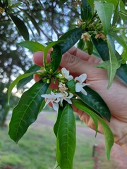 Tabernaemontana catharinensis