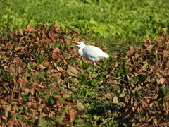 Bubulcus ibis