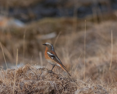 Phoenicurus erythronotus