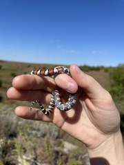 Lampropeltis gentilis