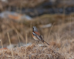 Phoenicurus erythronotus