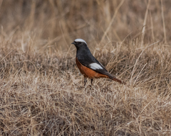 Phoenicurus erythrogastrus