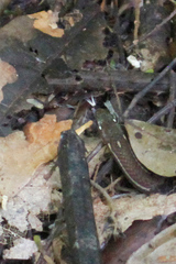 Rhadinaea decorata