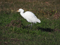 Bubulcus ibis