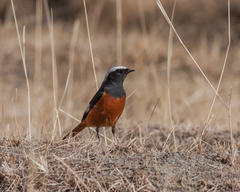 Phoenicurus erythrogastrus