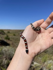Lampropeltis gentilis