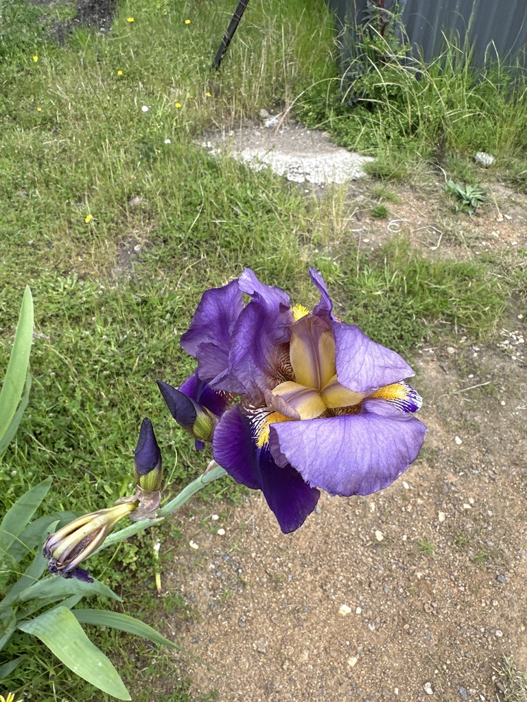 Bearded iris from University of Tasmania Sandy Bay Campus, Dynnyrne