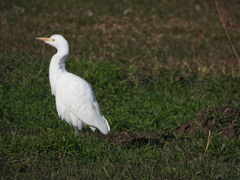 Bubulcus ibis