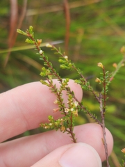 Micromyrtus littoralis