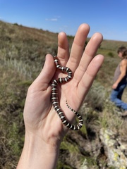 Lampropeltis gentilis