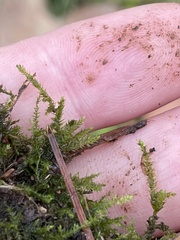 Rhynchostegium