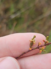Micromyrtus littoralis