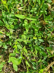 Glycine tabacina