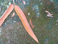 Helicorthomorpha
