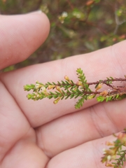 Micromyrtus littoralis
