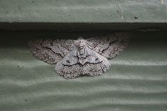 Stenoporpia pulmonaria