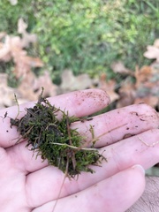 Rhynchostegium