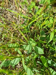 Glycine tabacina