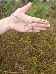 Micromyrtus littoralis