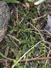 Rhynchostegium