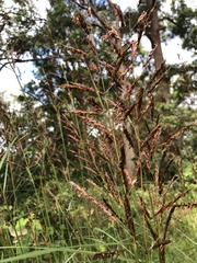 Sorghum leiocladum