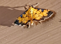 Ategumia ebulealis