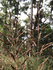 Sorghum leiocladum
