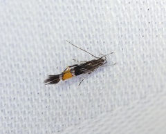 Cosmopterix