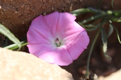 Convolvulus chilensis