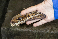 Caligo atreus