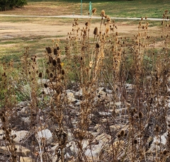 Dipsacus laciniatus